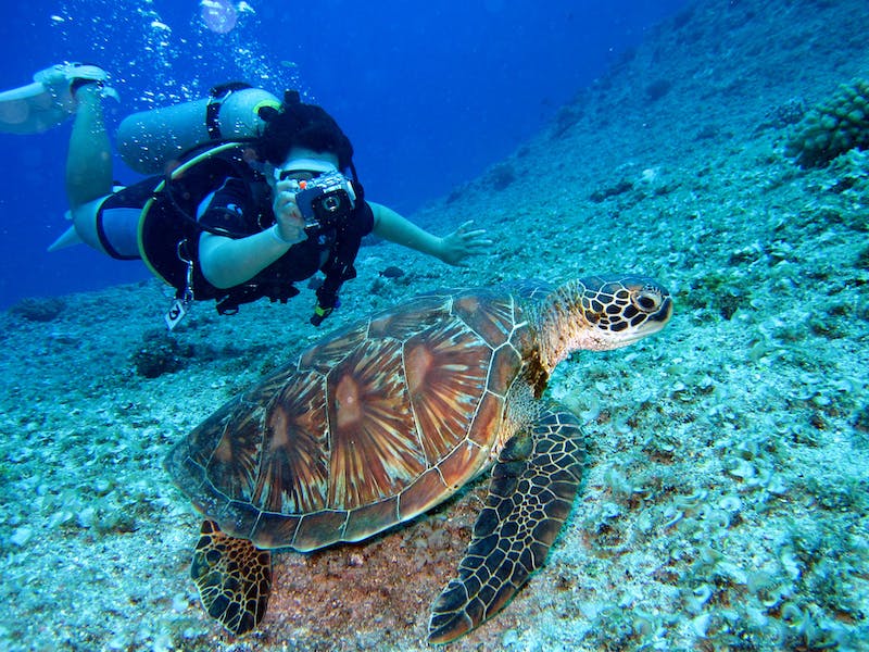 diver taking pic of turtle